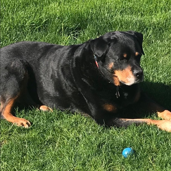 Meet your Posher, R-dog - Picture 2 of 2